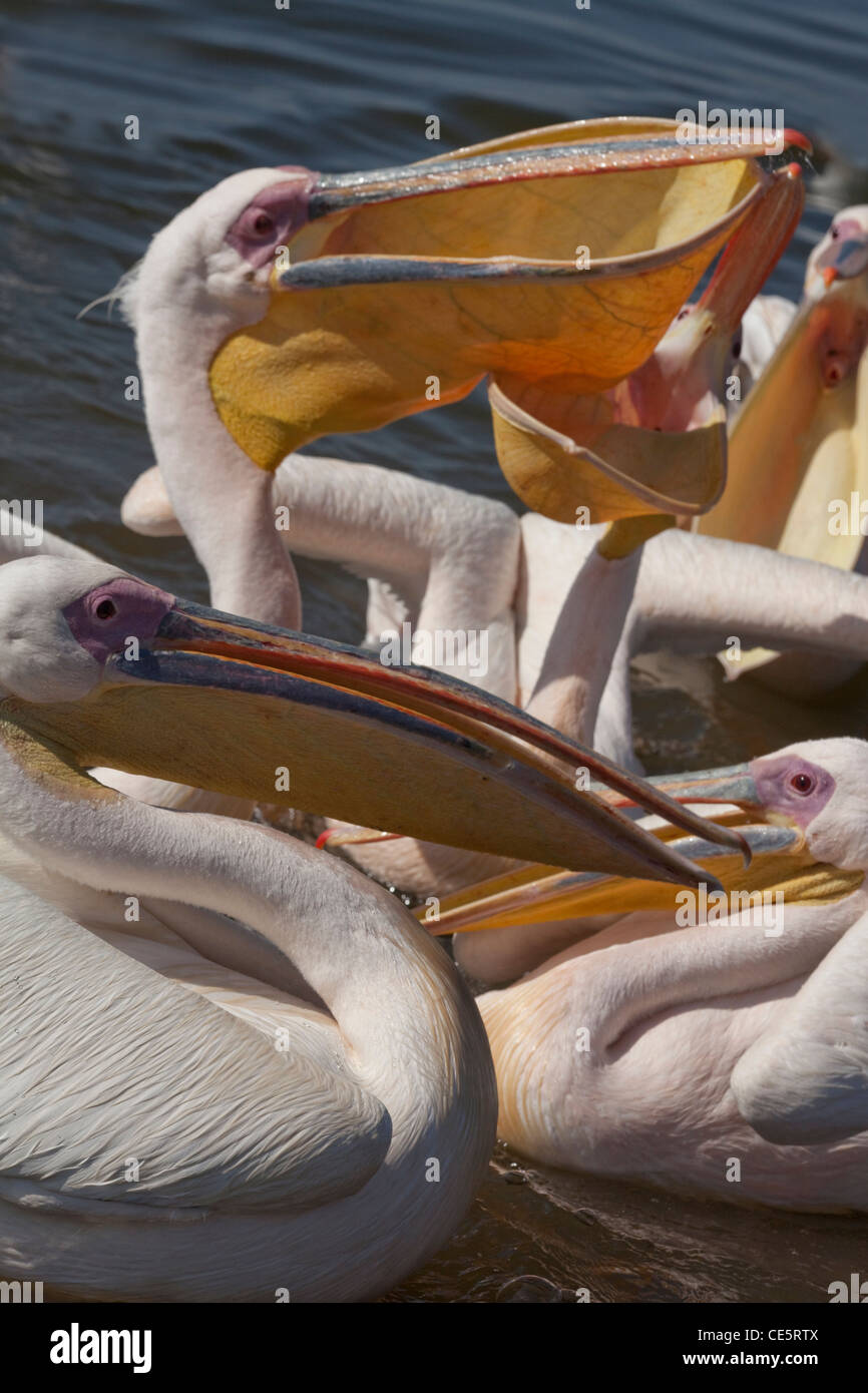 Grande bianco pellicani (Pelecanus onocrotalus). In attesa, mendicante di interiora di pesce dai pescatori. Il lago di Awasa. Etiopia. Foto Stock