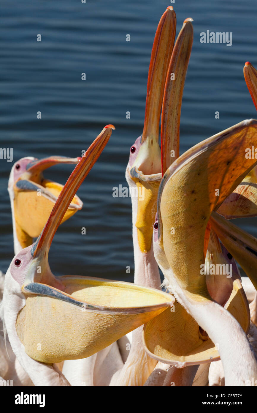 Grande bianco pellicani (Pelecanus onocrotalus). In attesa, mendicando per interiora da pescatori. Il lago di Awasa. Etiopia. Foto Stock