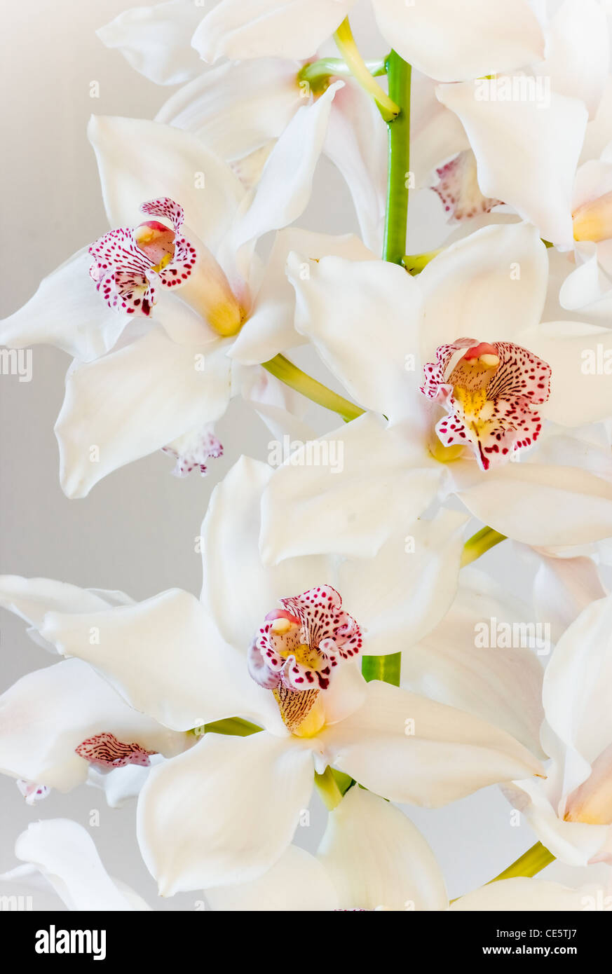 Cymbidium bianco o barca fiori di orchidea in vista ravvicinata - immagine verticale Foto Stock