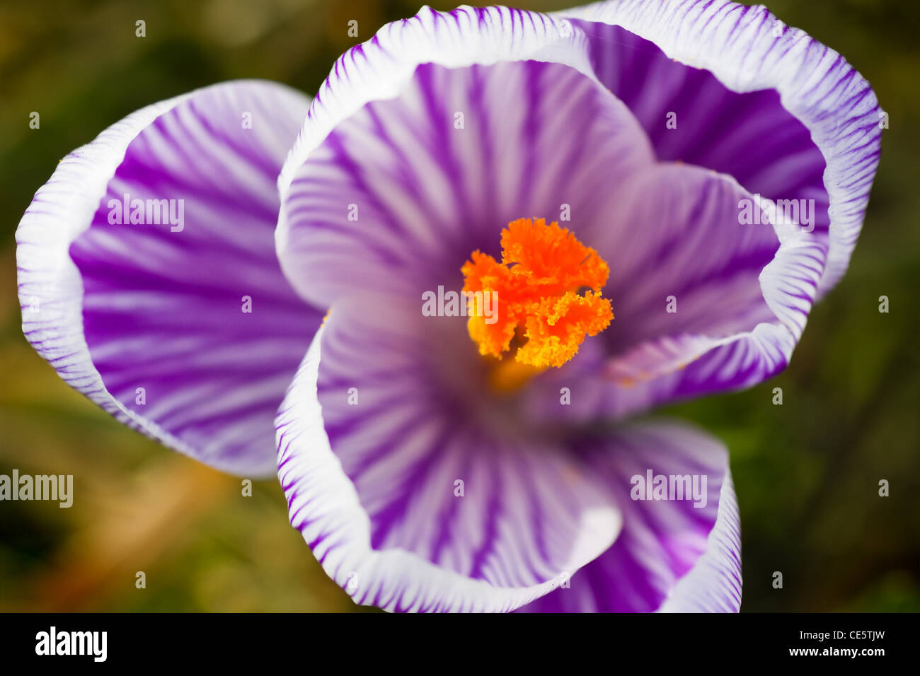 Splendida fioritura viola e bianco striato crocus a molla o crocus vernus Foto Stock