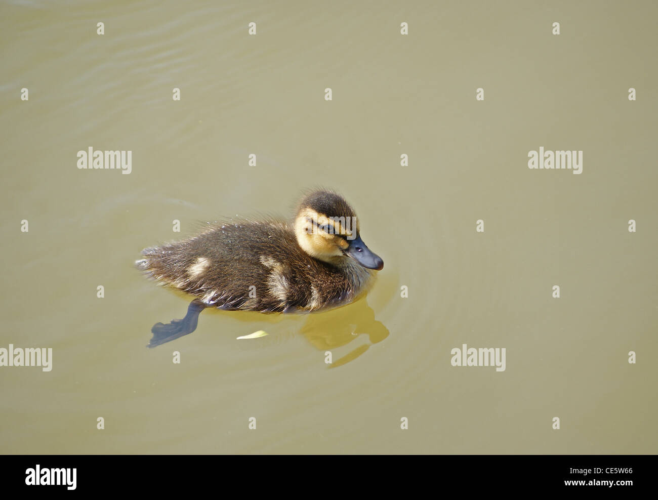Un bambino mallard anatroccolo su un lago Foto Stock