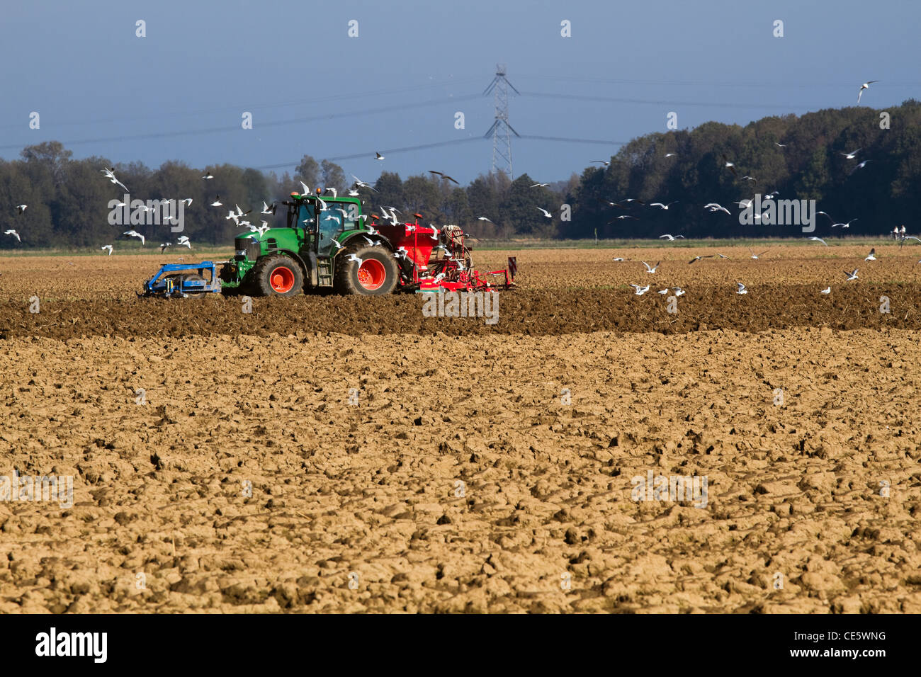 La semina del trattore sul campo con uno sciame di uccelli alla ricerca di cibo Foto Stock