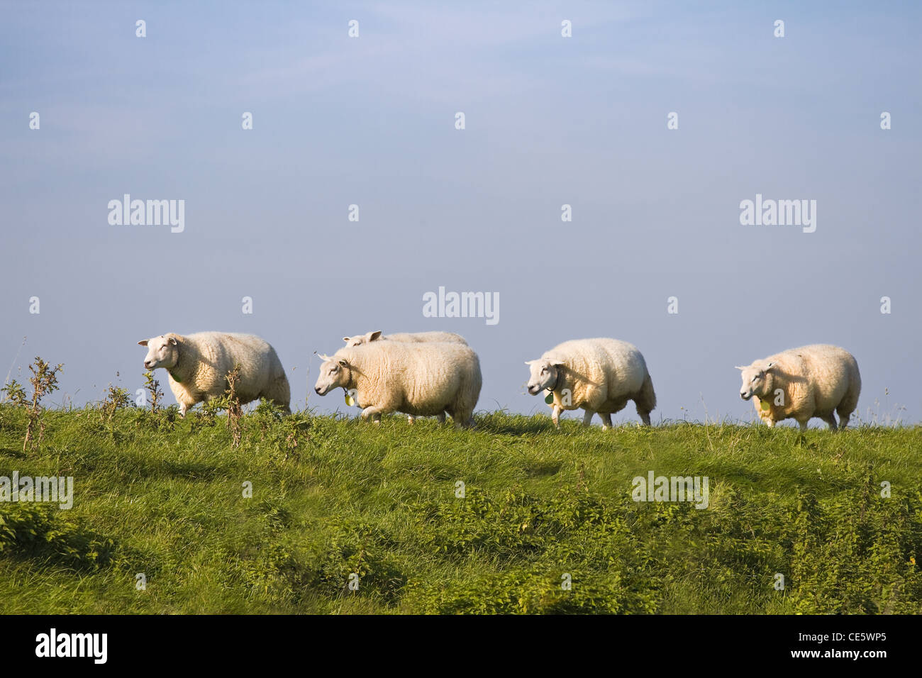 La campagna e il gregge di pecore in una fila passando da - con cielo blu sullo sfondo Foto Stock