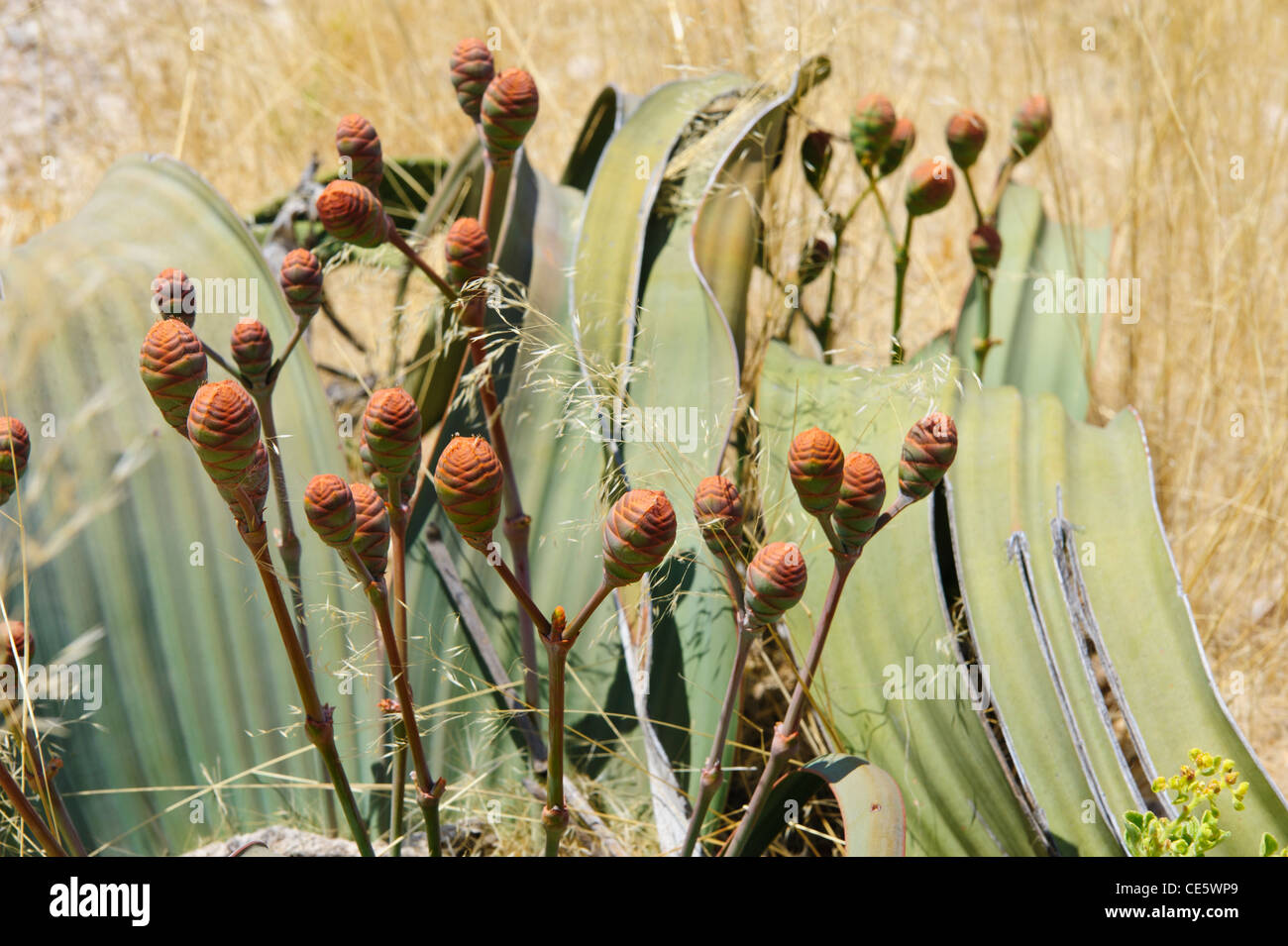 Fossile vivente" impianti Welwitschia mirabilis, pianta femmina con i coni  in fiore. Damaraland, Namibia Foto stock - Alamy