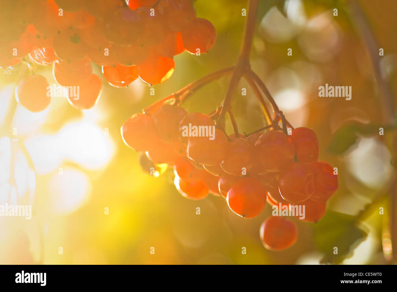 Bacche rosse su viburno Rose, chiamato anche acqua sambuco, Cranberrybush europea, crampi corteccia o Snowball Albero in autunno sunshine Foto Stock