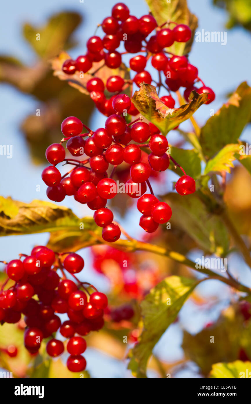 Bacche rosse su viburno Rose, acqua sambuco, Cranberrybush europea, crampi corteccia Snowball o Viburnum opulus in autunno Foto Stock