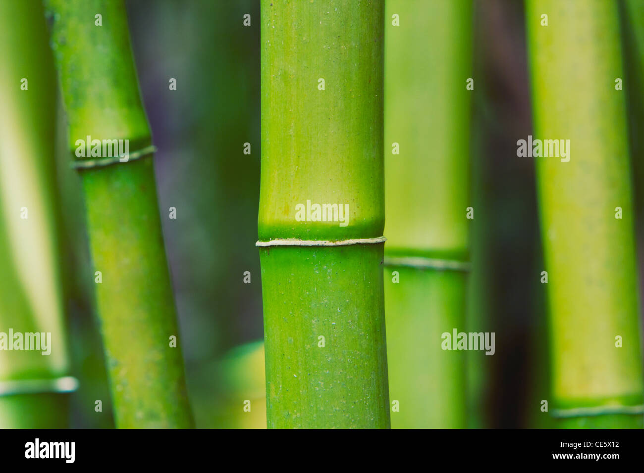 Abstract di bambù Zen Foto Stock