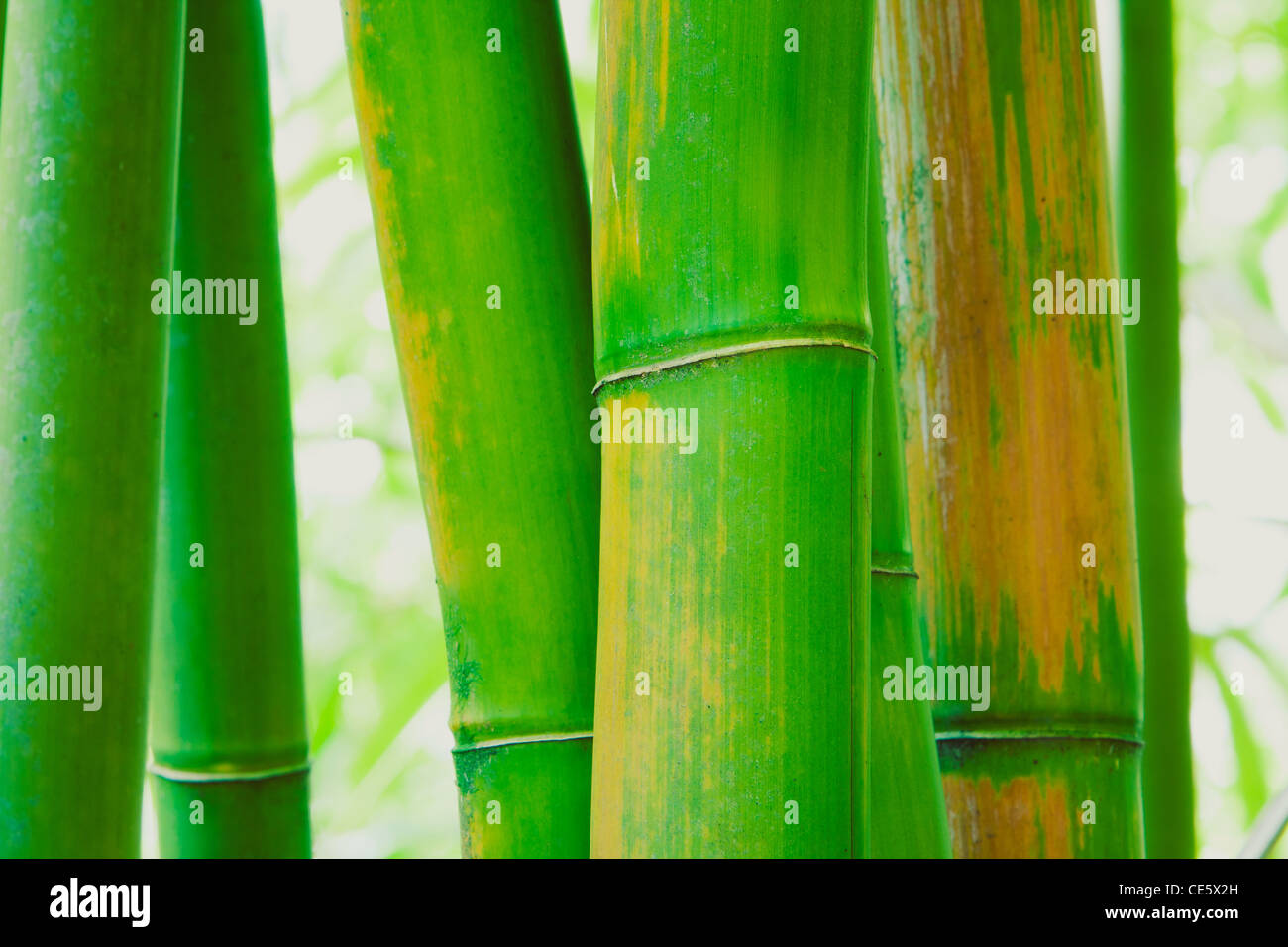 Abstract Zen sfondo di bambù Foto Stock