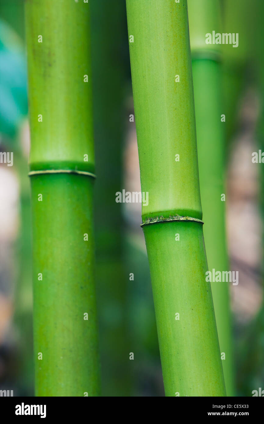 Abstract di bambù Zen Foto Stock