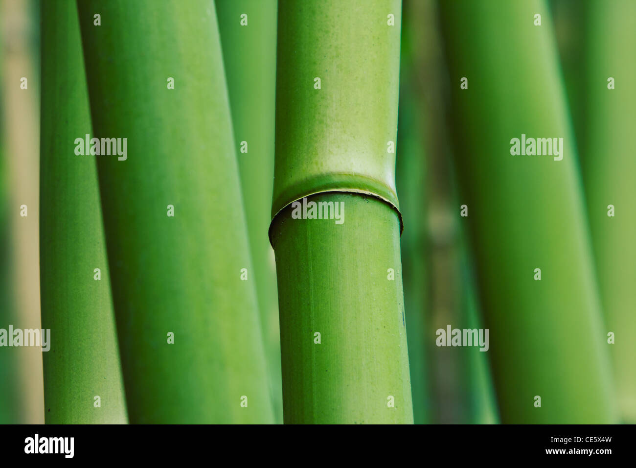 Abstract di bambù Zen Foto Stock
