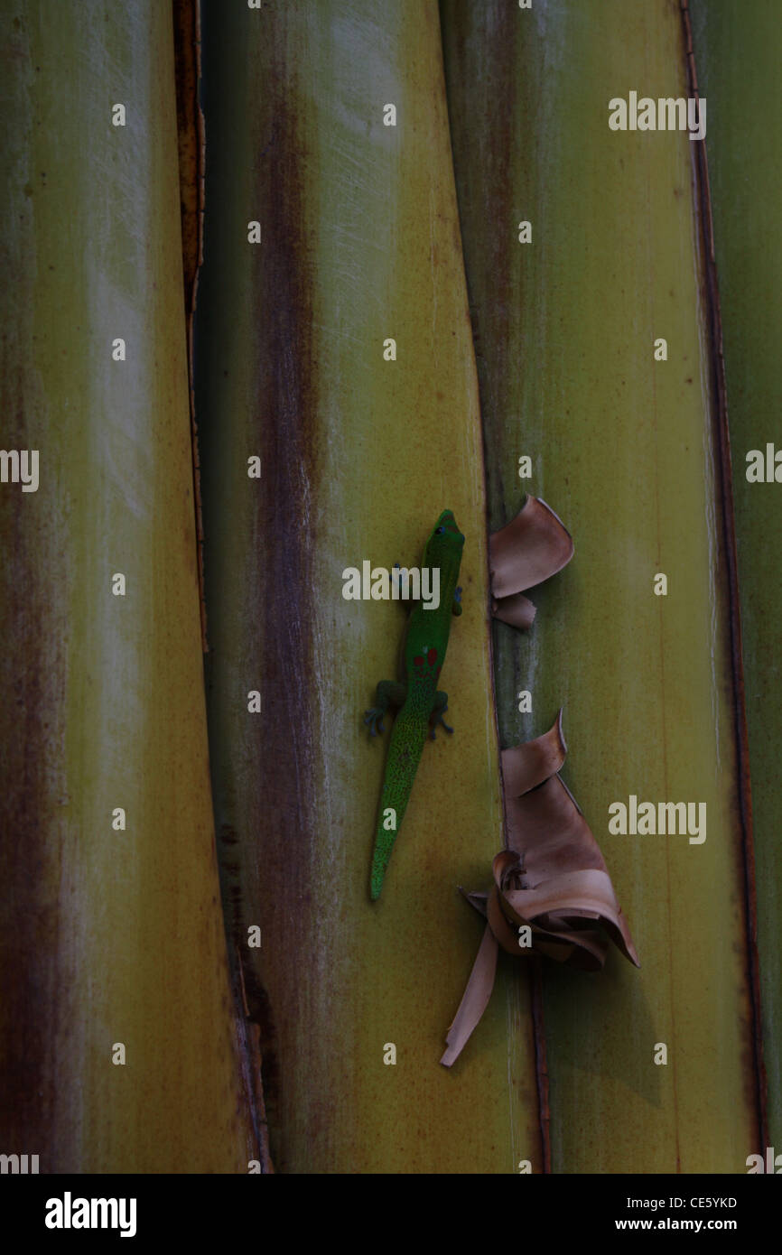 Il geco sulla ventola di Palm Foto Stock