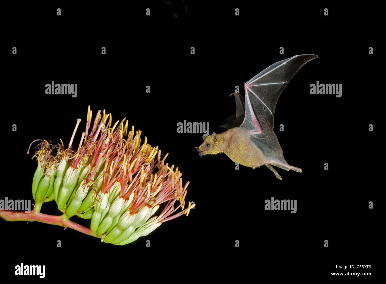 Minore a becco lungo Leptonycteris Bat curasoae Amado, Arizona, Stati Uniti 23 agosto adulto presso Parry di Agave fiori. Foto Stock