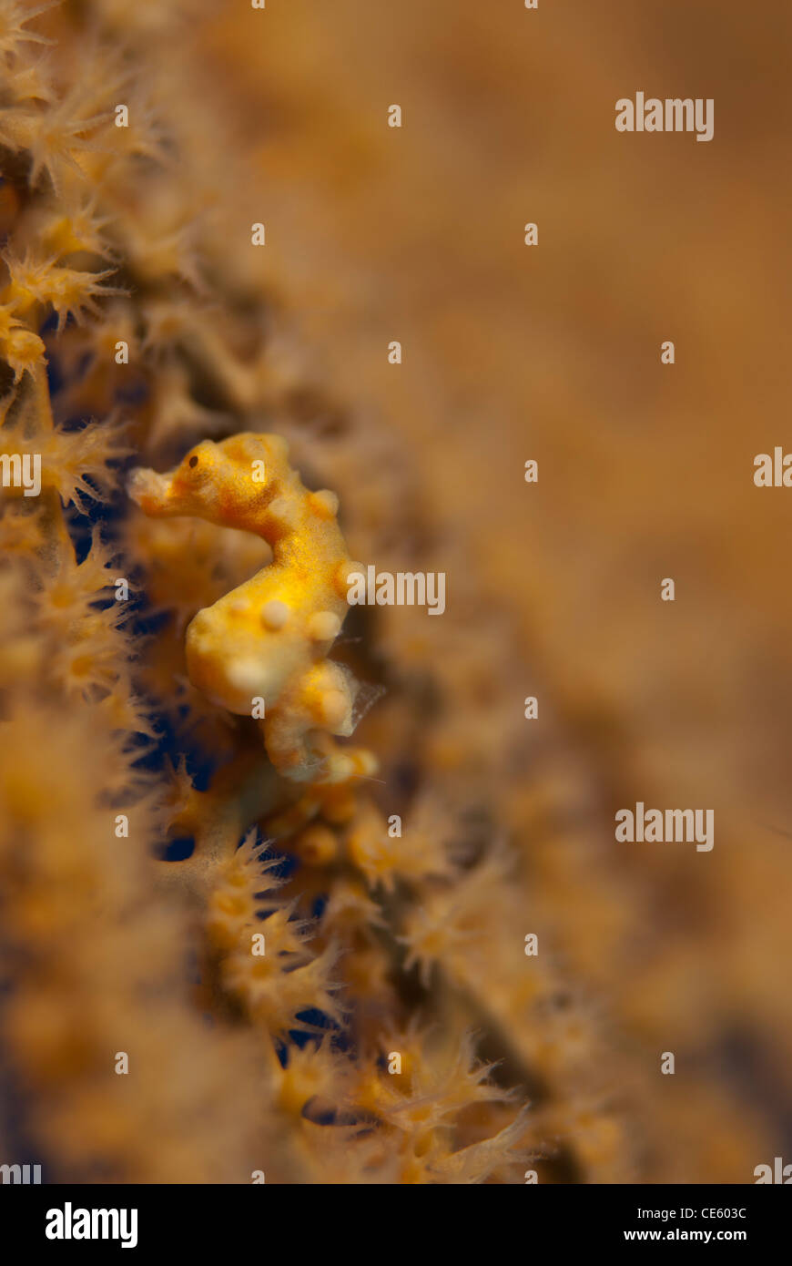 Colpo verticale di un il più piccolo cavalluccio marino pigmea noto, Hippocampus denise. Il colore giallo come la gorgonia mare fan, Bunaken Foto Stock