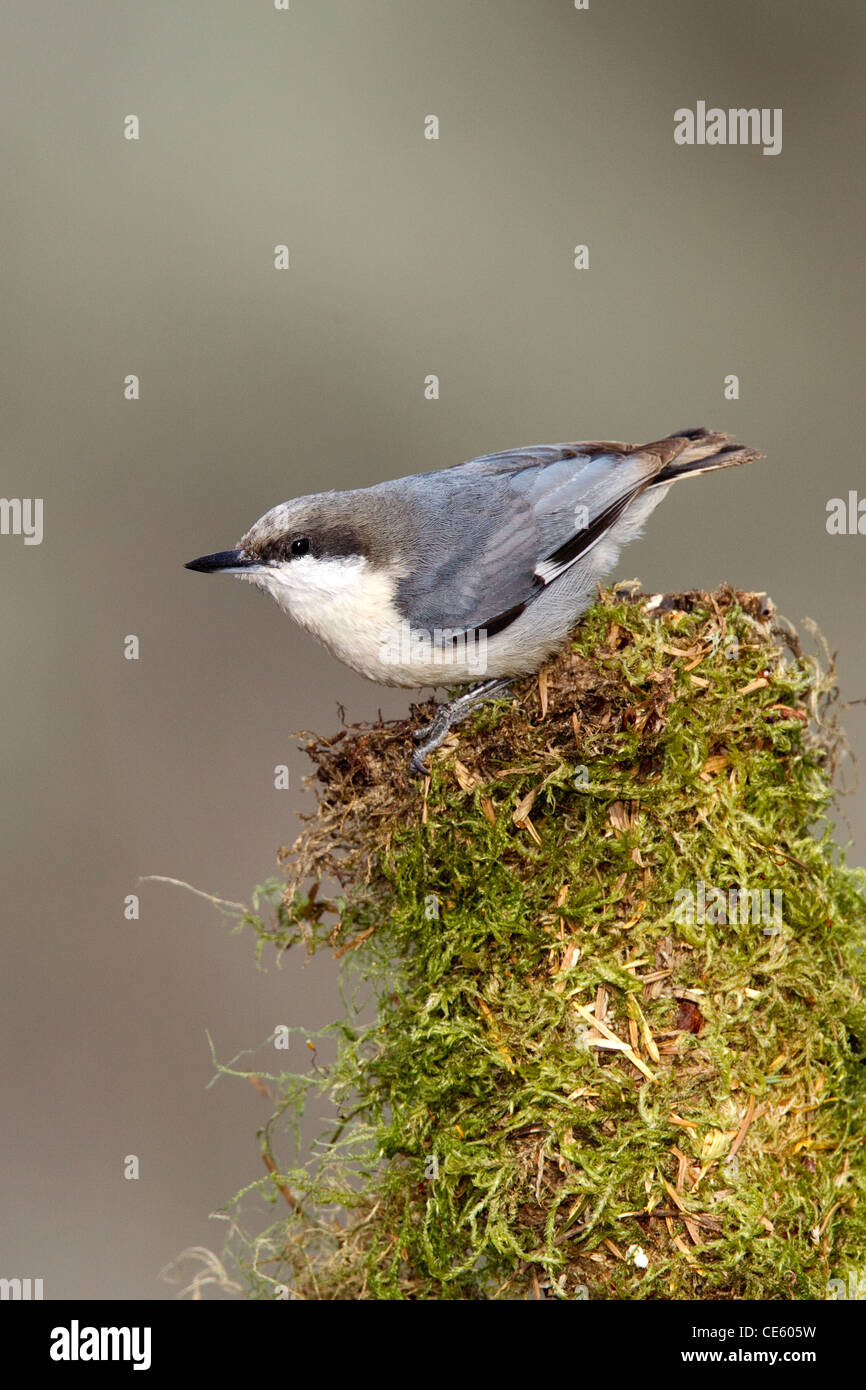 Pigmeo di picchio muratore Sitta pygmaea Lago di cabina, Oregon, Stati Uniti 5 maggio SITTIDAE adulti Foto Stock