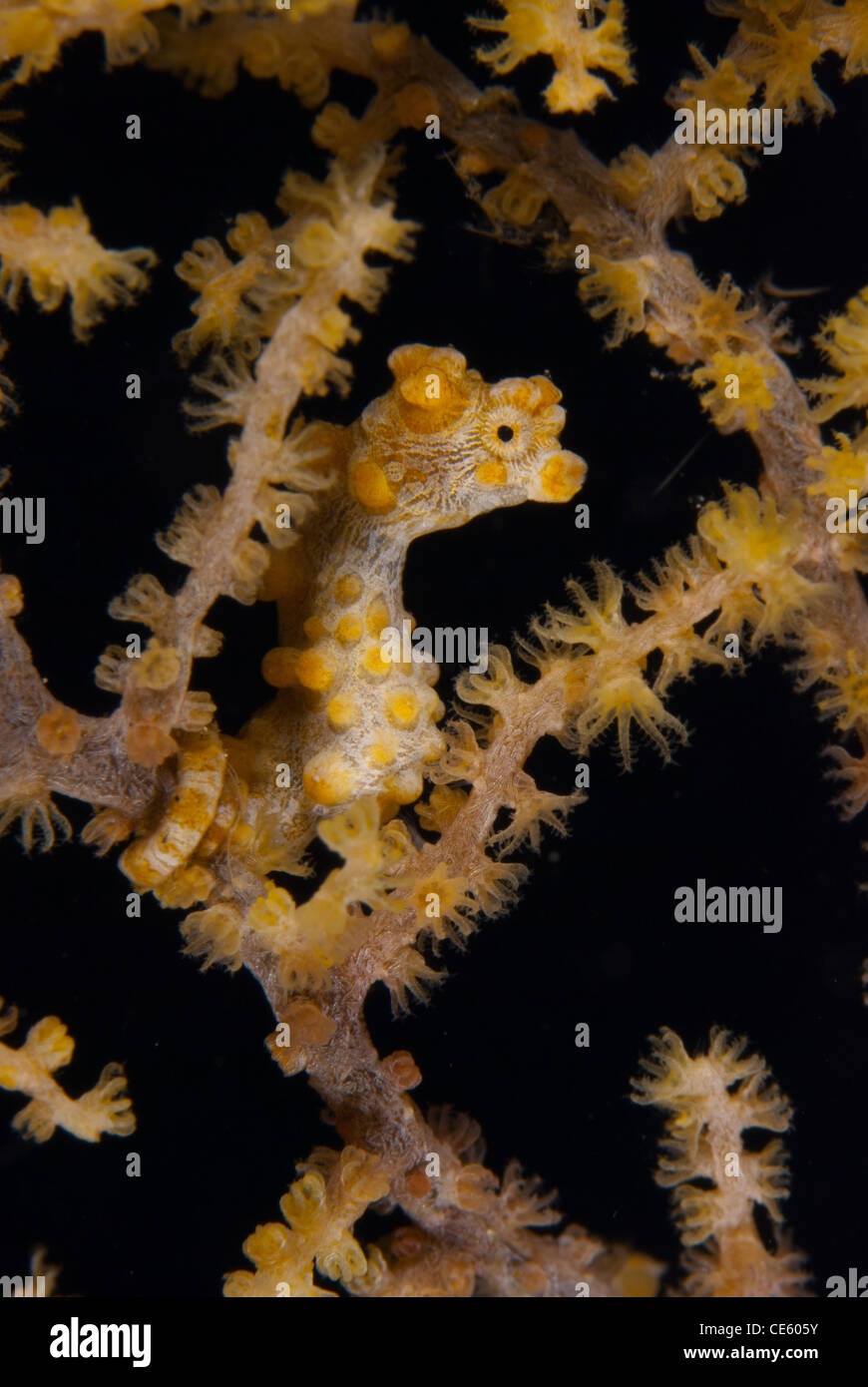 Un molto da vicino la vista di un minuscolo cavalluccio marino nana, Hippocampus bargibanti, una femmina o maschio, si trova lungo la costa di Manado Foto Stock