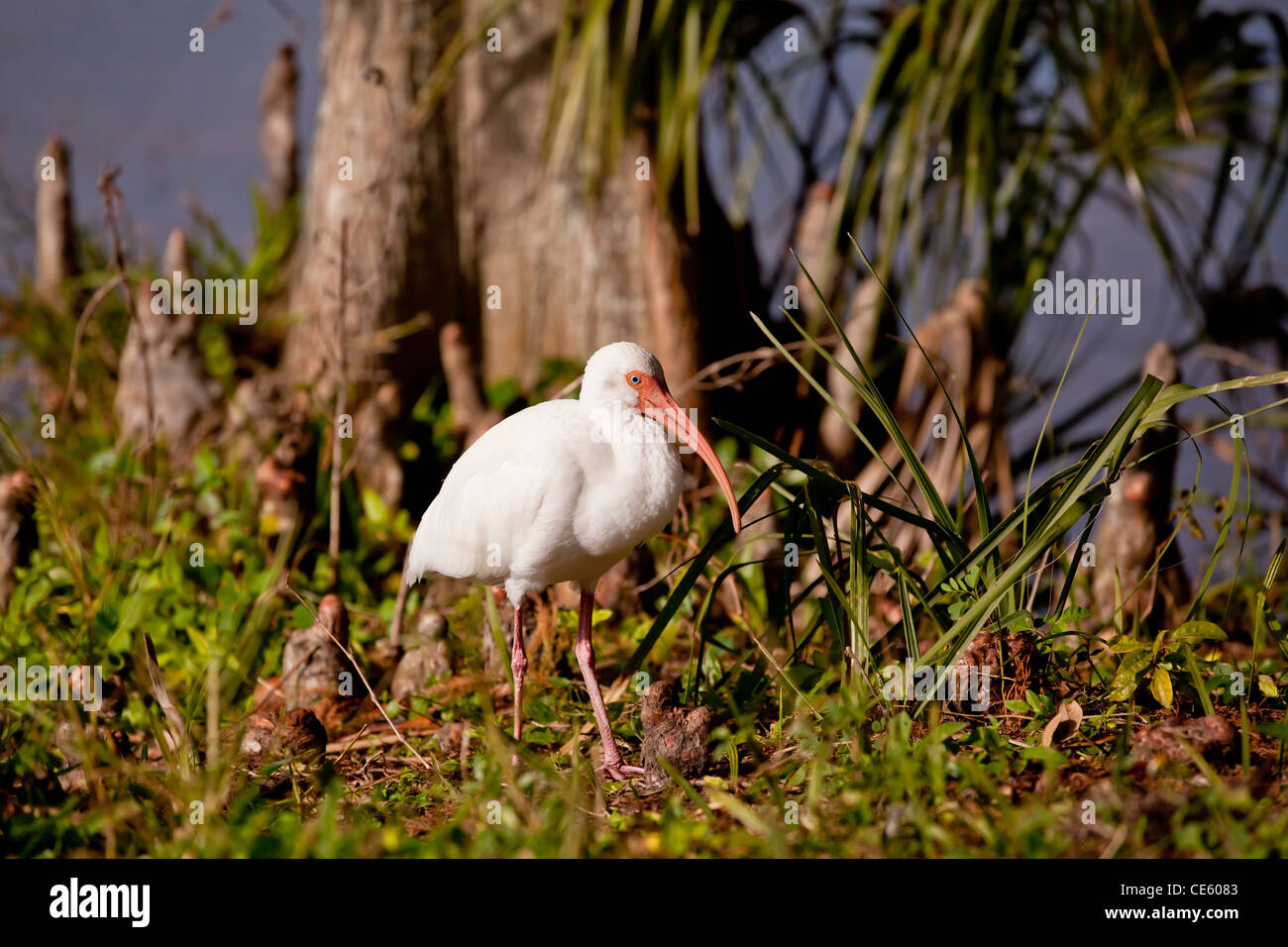 Bianco - Ibis Eudocimus albus Foto Stock
