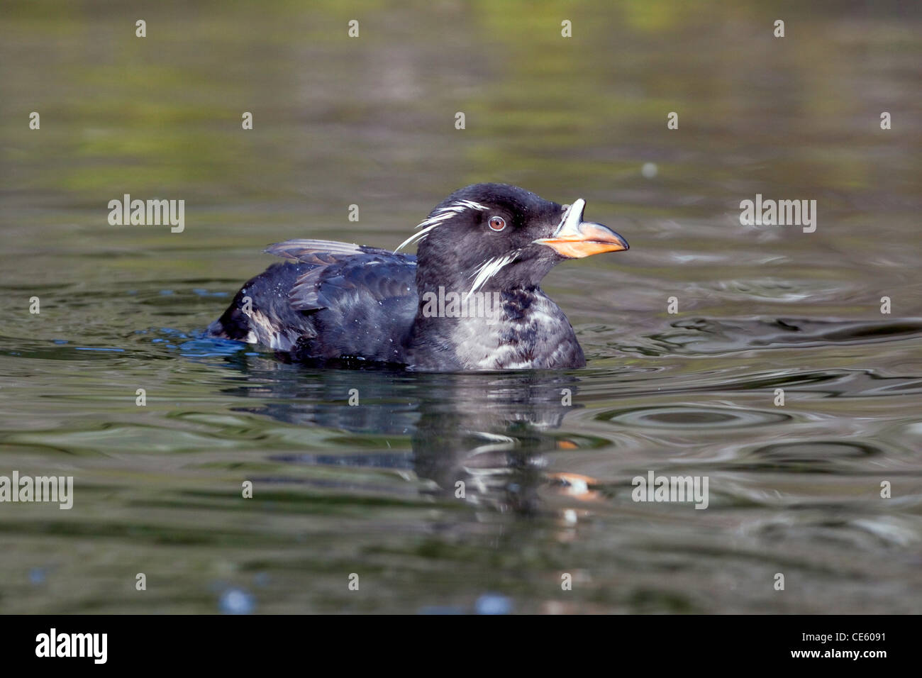 Rhinocerous Auklet Cerorhinca monocerata Oregon Coast Aquarium, Newport, Oregon, Stati Uniti 29 aprile adulto Foto Stock