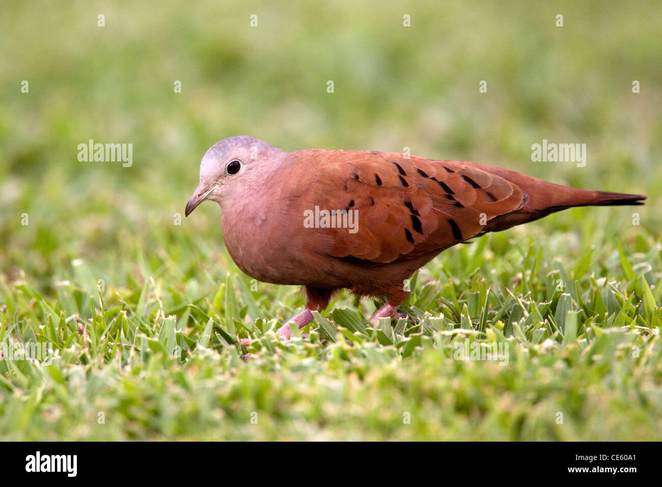 Ruddy Ground-Dove Columbina talpacoti Gulfito, Costa Rica 5 novembre maschio adulto columbidi Foto Stock