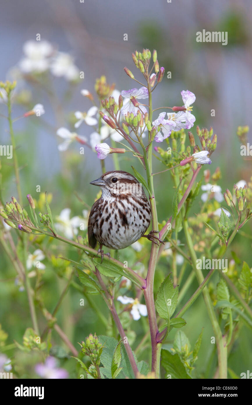 Song Sparrow Melospiza melodia Arcata, California, Stati Uniti 26 Aprile Emberizidae adulti Foto Stock