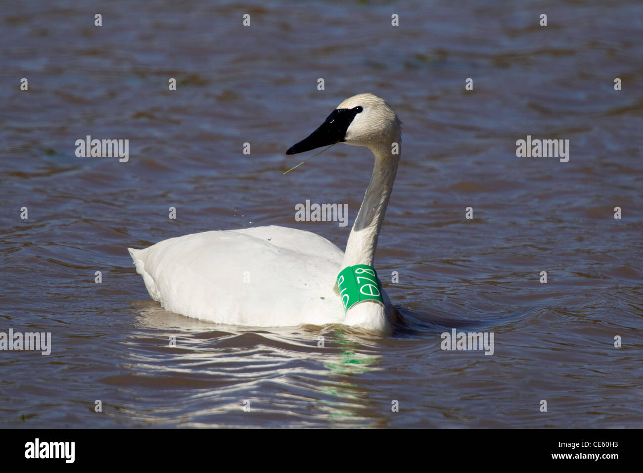 Trumpeter Swan Cygnus buccinatore Fort Rock, Oregon, Stati Uniti 4 maggio adulto con collare. Anatidi Foto Stock