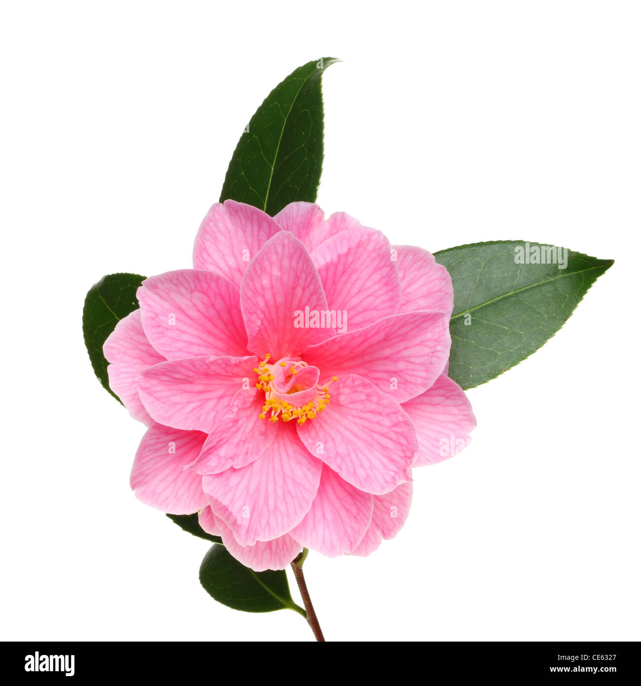 Camellia Williamsii Donazione di fiori e foglie isolata contro bianco Foto Stock