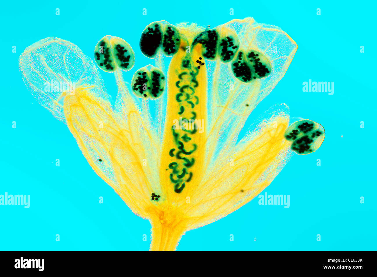 Self-fertilizzazione in Arabidopsis thaliana fiore. Foto Stock