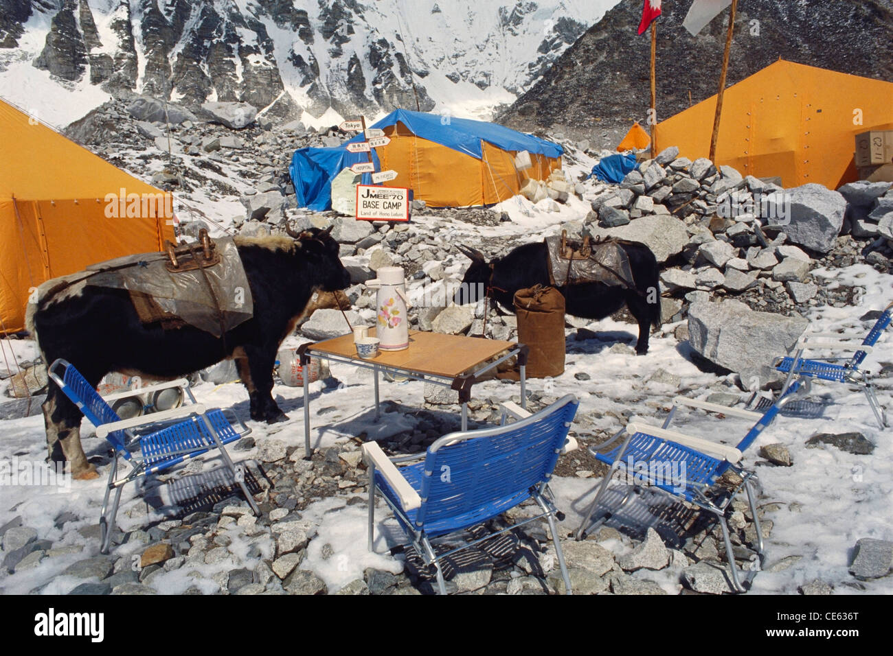 Mount Everest base camp Trek tende sedie tavolo yaks coperto di neve ; Nepal ; Asia Foto Stock