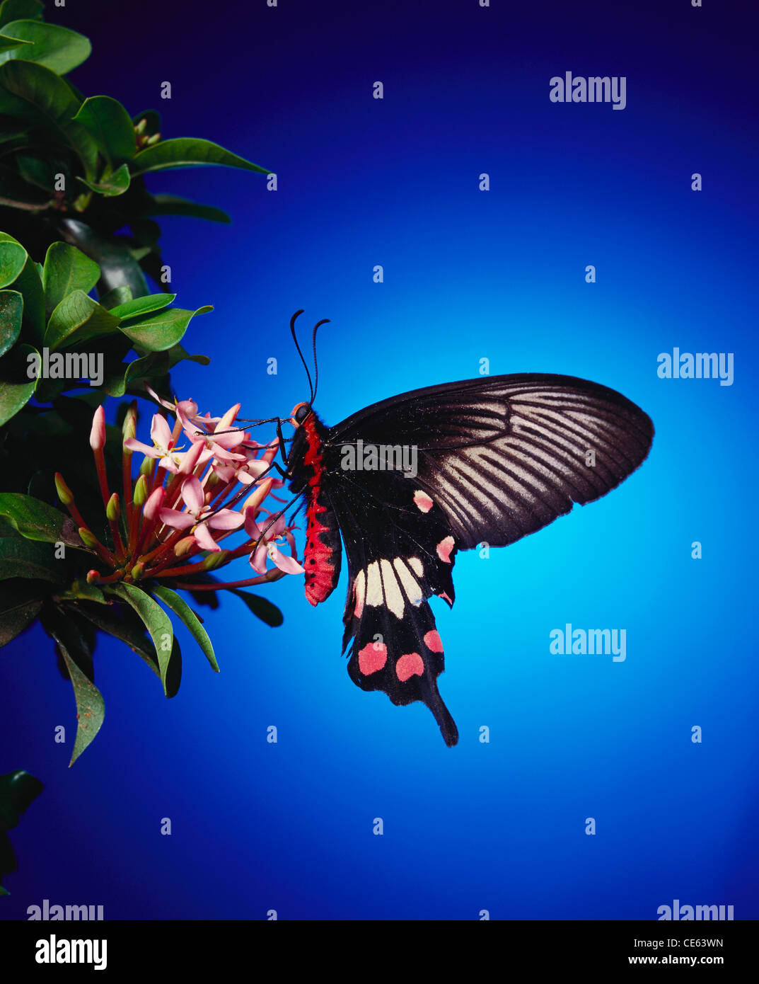 Farfalla ; Crimson Rose ; Pachliopta hector ; farfalla a coda di rondine ; India ; asia Foto Stock