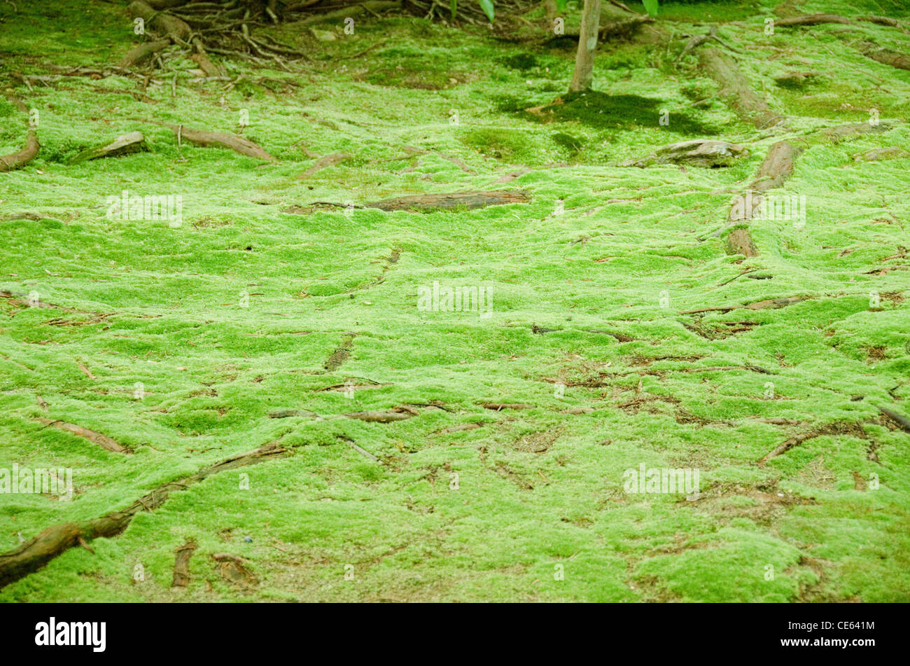 Tappeto di muschio verde con radici di alberi in una foresta floor Foto Stock