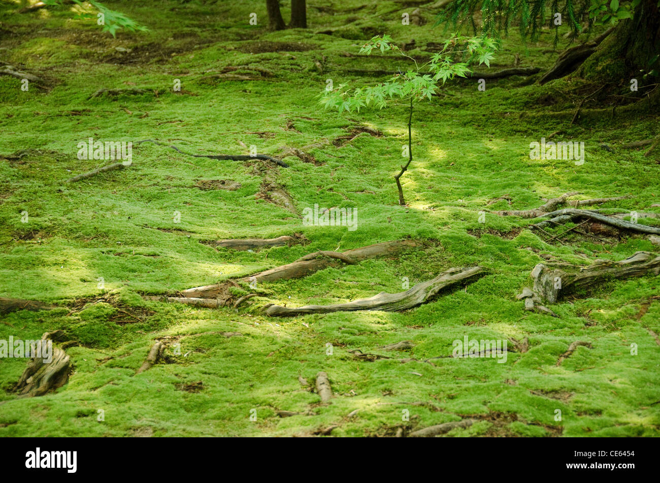 Tappeto di muschio verde con radici di alberi in una foresta floor Foto Stock