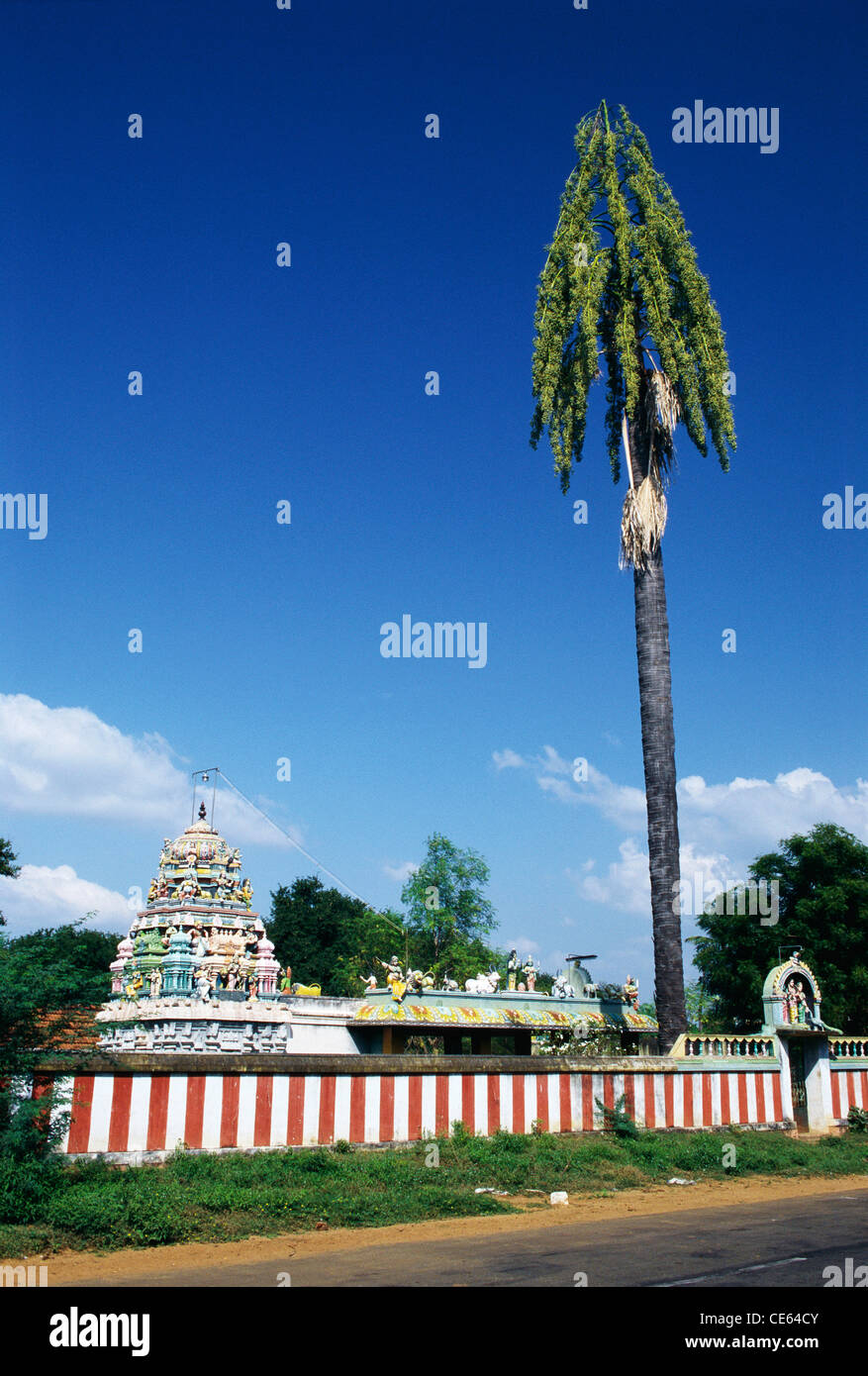 Talipot Palm tree Corypha umbraculifera Linn alberi in tempio composto India Foto Stock