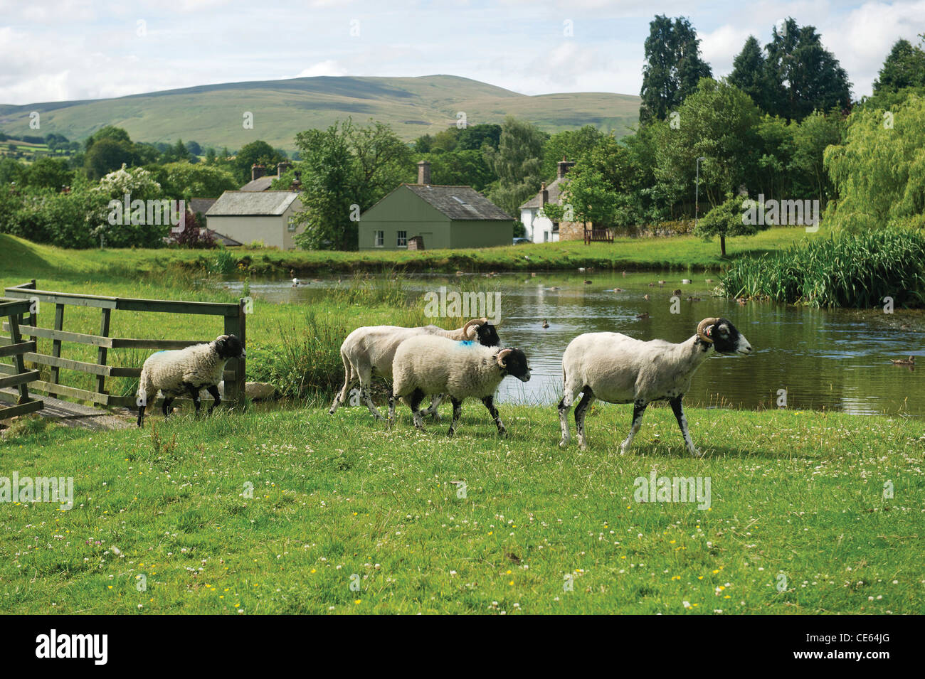 Il duck pond e pecore in Cumbria Caldbeck Village Lake District inglese UK Campagna Foto Stock