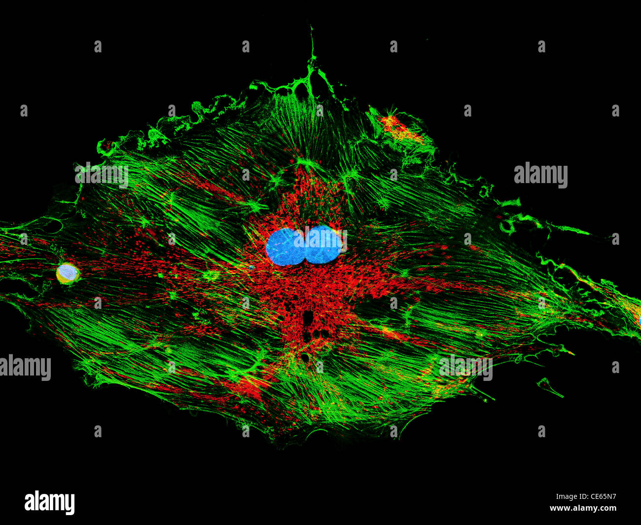 Cellule di fibroblasti, microscopia a fluorescenza, nuclei, mitocondri e microfilamenti Foto Stock