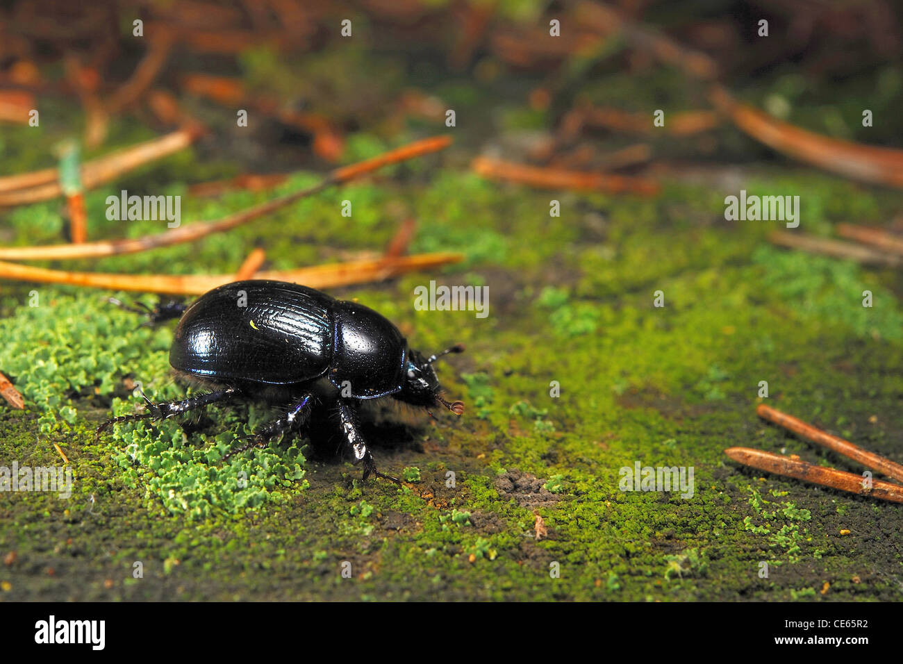 Forest dung beetle (Geotrupes stercorarius) passeggiate in foresta Foto Stock