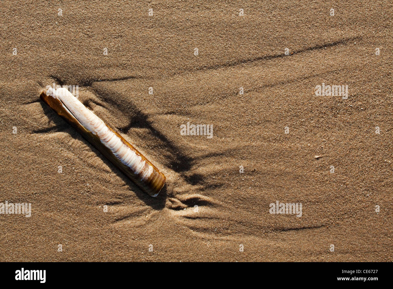 Guscio di rasoio lavato fino a una spiaggia Foto Stock