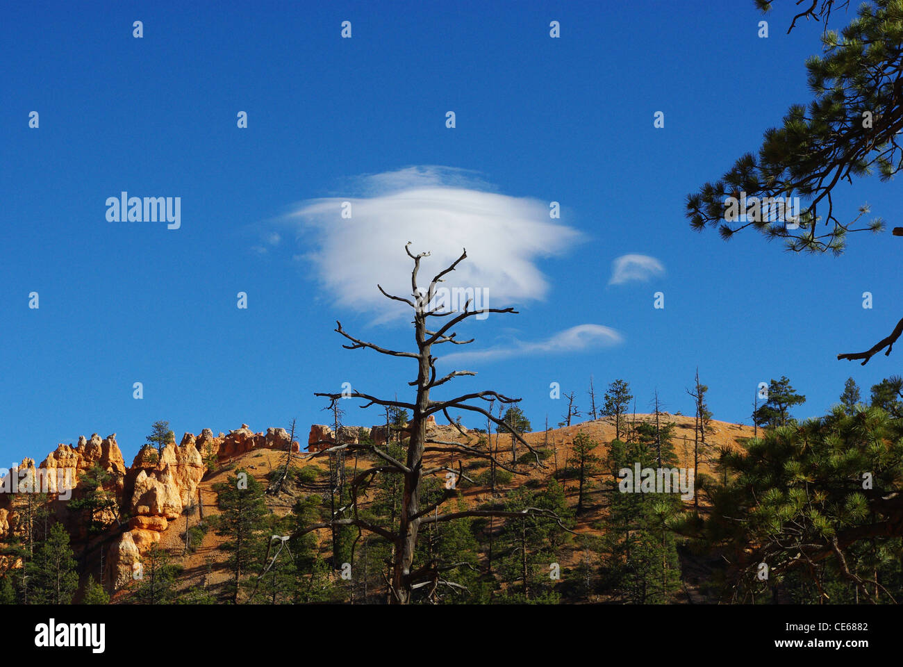 Albero e cloud, Bryce Canyon, Utah Foto Stock