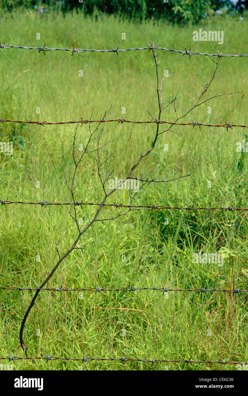 Recinzione spannata e erba verde e rametto ; filo spannoso ; filo spannoso ; filo spannoso ; filo spannoso ; filo spannoso ; filo spannoso ; filo di acciaio per scherma ; Foto Stock