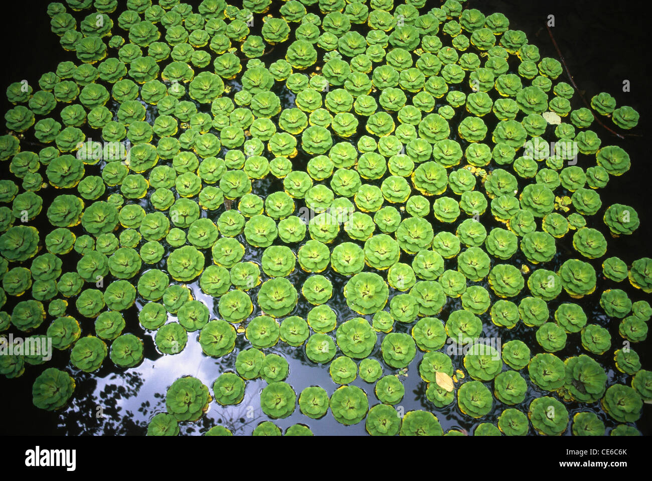 Cavolo d'acqua ; lattuga d'acqua ; cavolo del Nilo ; fiore di molluschicoltura ; stratioti di Pisia ; India ; Asia Foto Stock