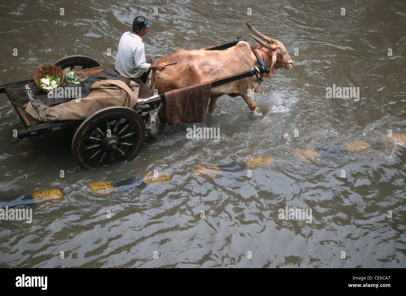 Carro di torello su strada allagata in pioggia monsonica ; bombay ; mumbai ; Maharashtra ; india ; asia Foto Stock