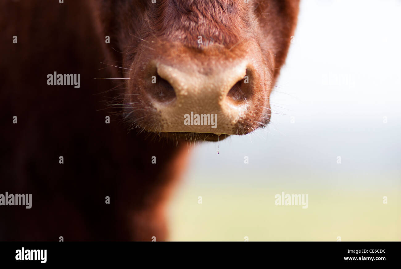 In prossimità della bocca di un rosso rubino Devon razza di mucca. Foto Stock