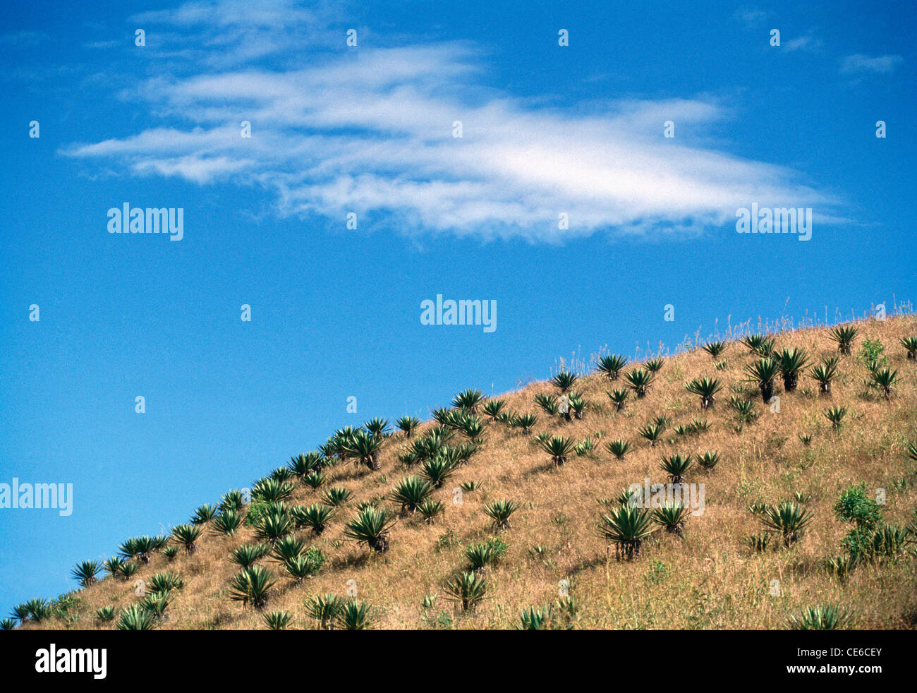 Cespugli di Verde su giallo oro colle di erba con cielo blu e nuvole bianche Foto Stock