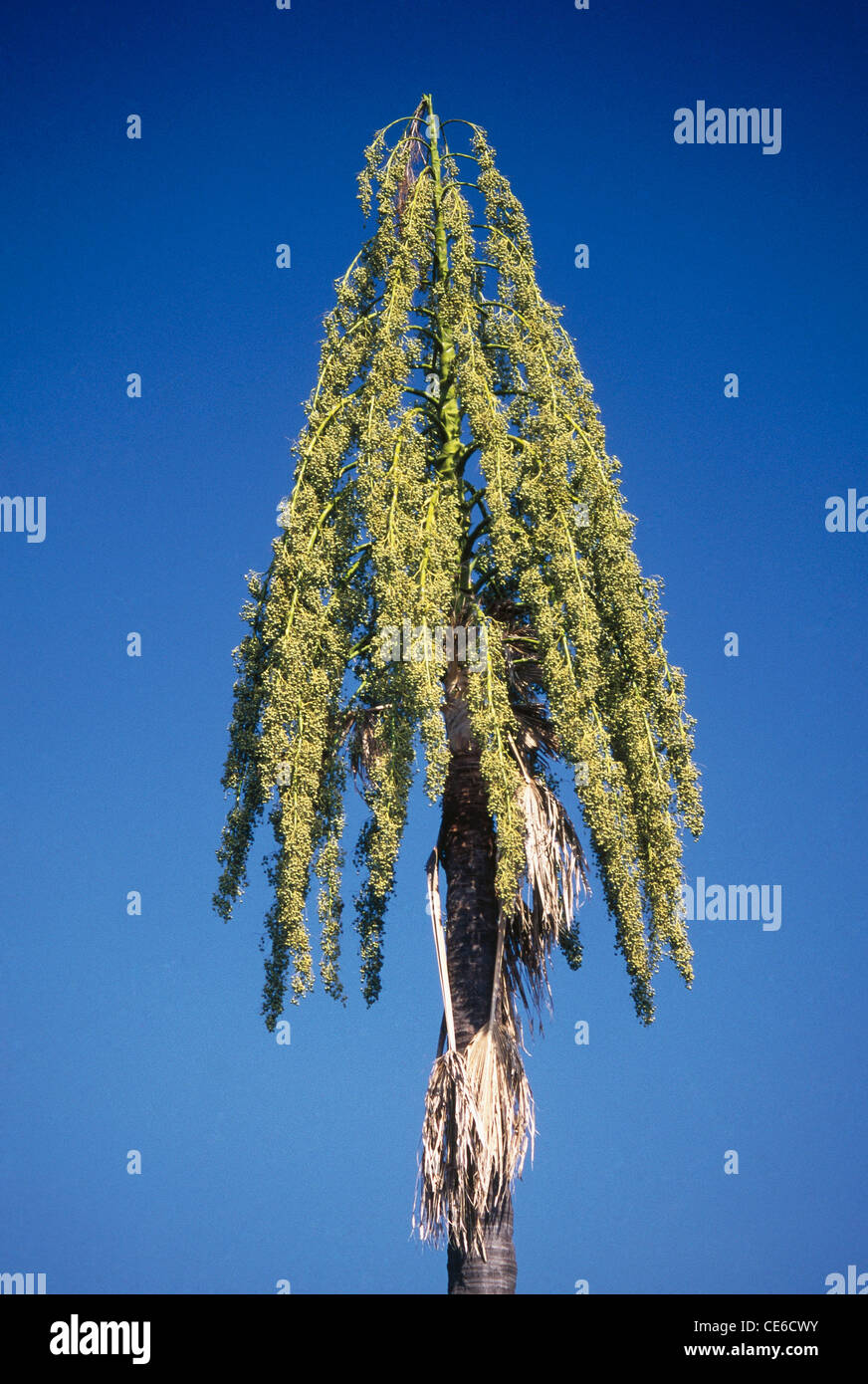 Talipot Palm tree Corphya umbraculifera linn kerala india Foto Stock