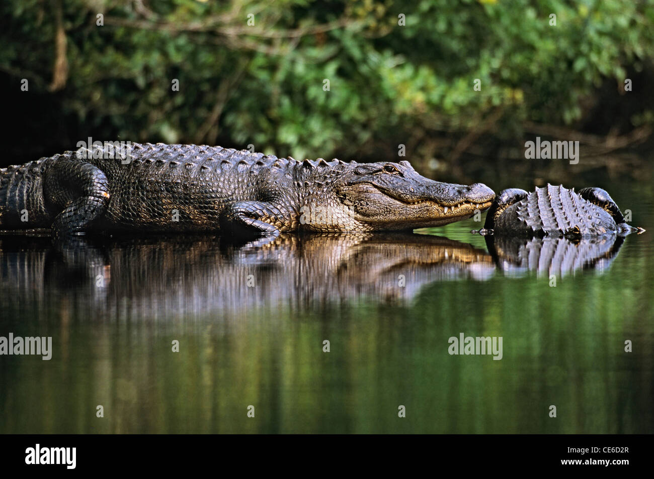 Big alligatori ensoleillement su un paesaggistico e selvaggio fiume Florida Foto Stock