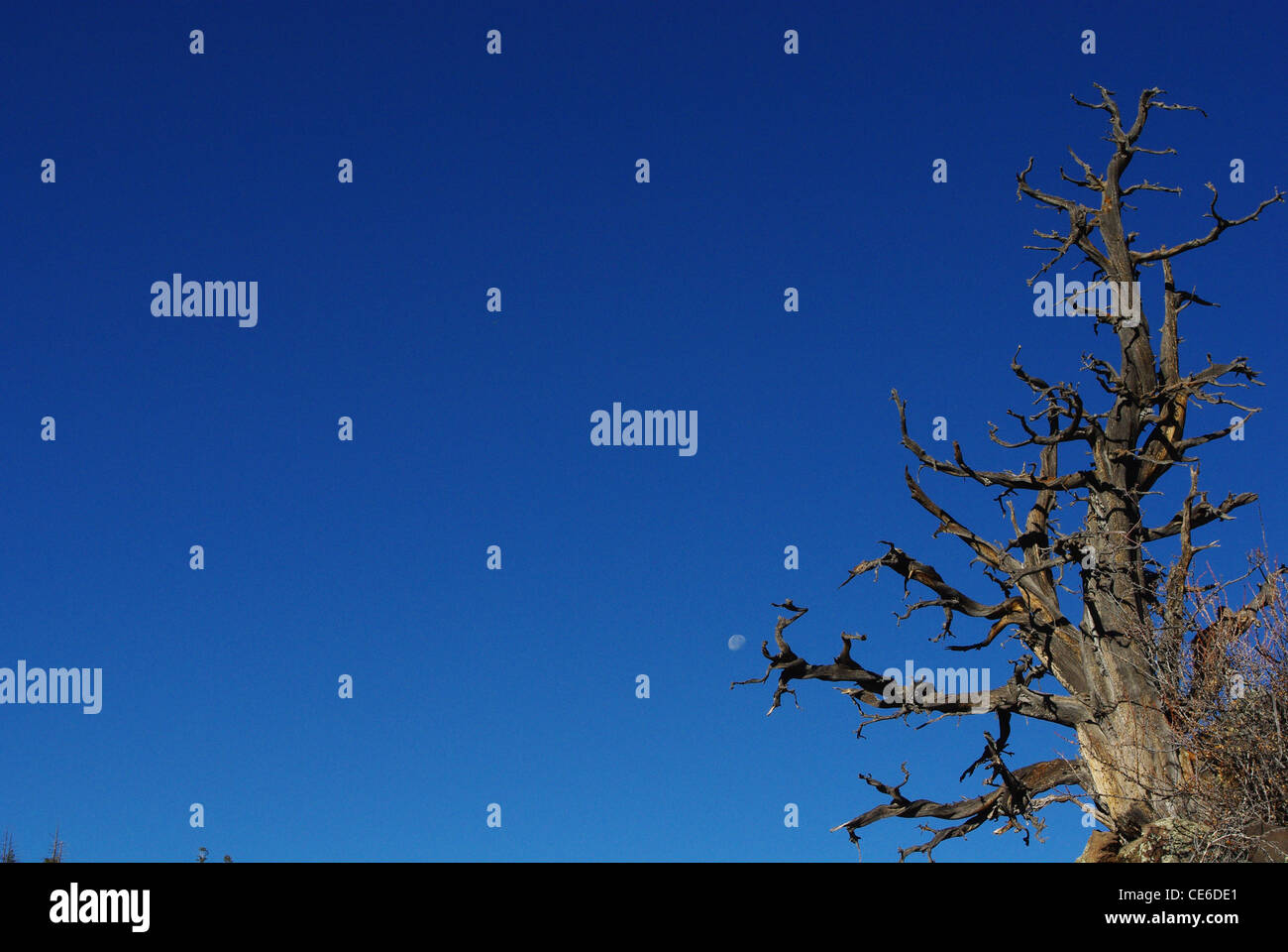 Albero, cielo e luna, area vulcanica in Dixie National Forest, Utah Foto Stock