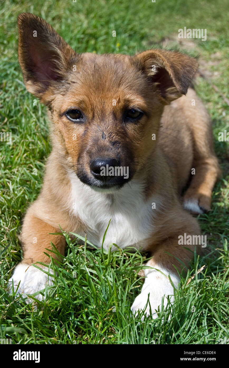 Piccolo cane in un prato verde Foto Stock