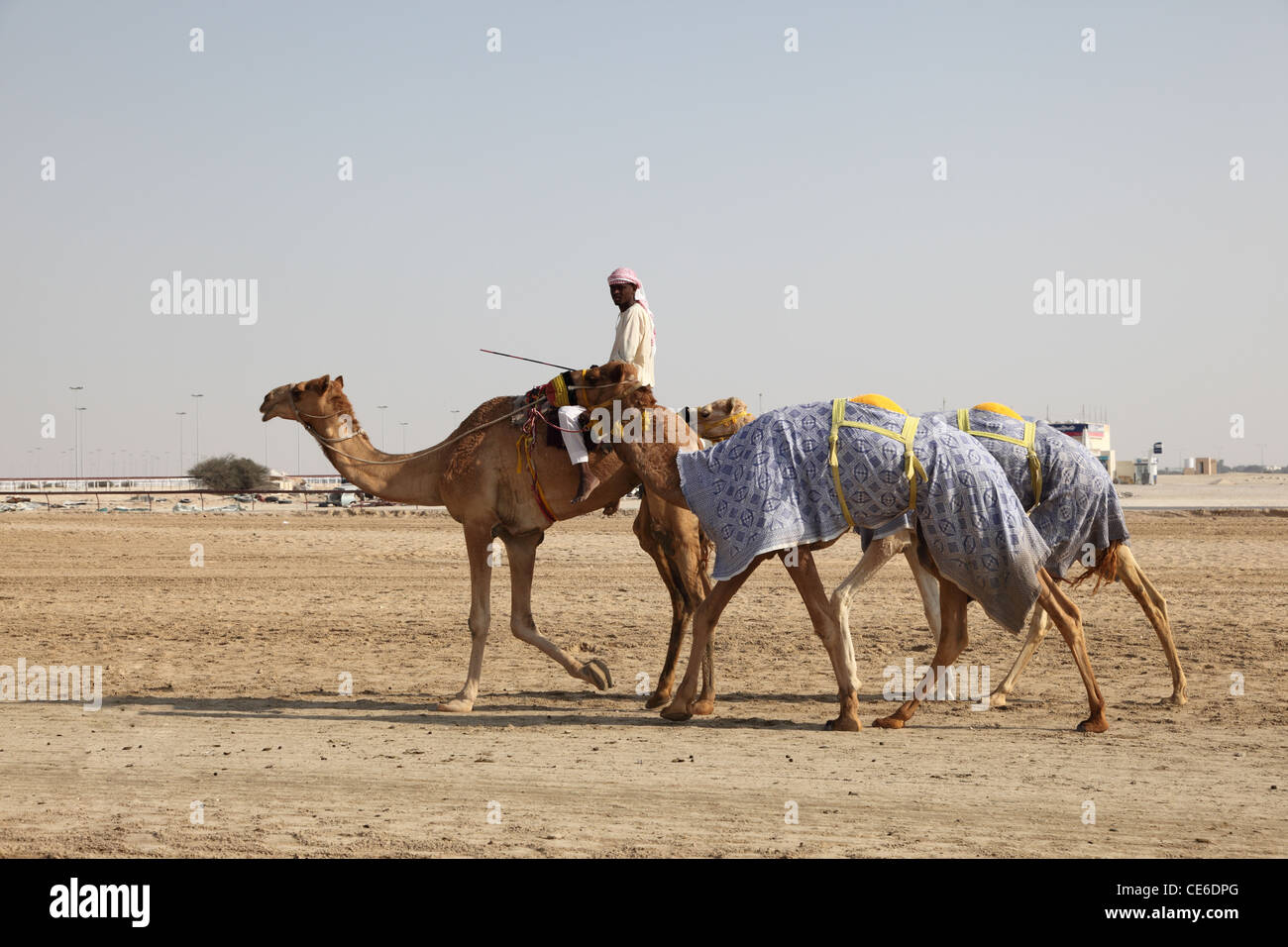 Cammelli andare in pista a Doha in Qatar Foto Stock