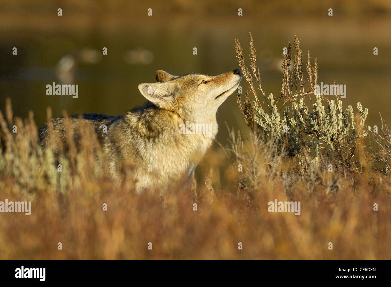 Coyote il senso di odore Foto Stock