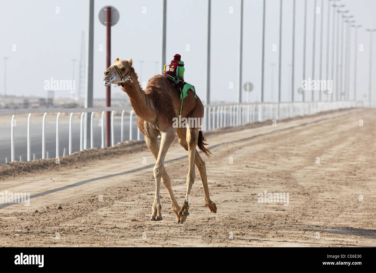 Racing cammello con un robot jockey, Doha in Qatar Foto Stock