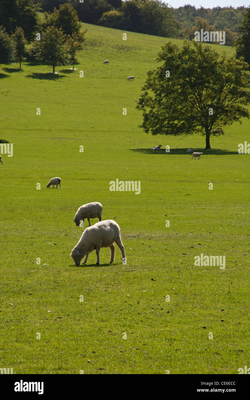 Pecora che pascola sussex downland Foto Stock