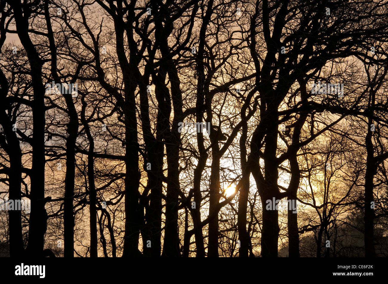 Elterwater,Lake District,Cumbria,l'Inghilterra,uk,l'Europa Foto Stock